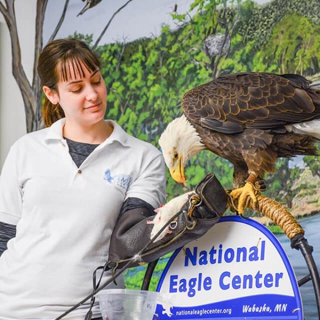 Vogelschau am National Eagle Center in Wabasha, Minnesota