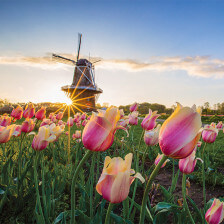 Die Windmill Island Gardens in Holland, Michigan