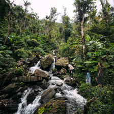 Klettern an einem Wasserfall im El Yunque National Forest, Puerto Rico