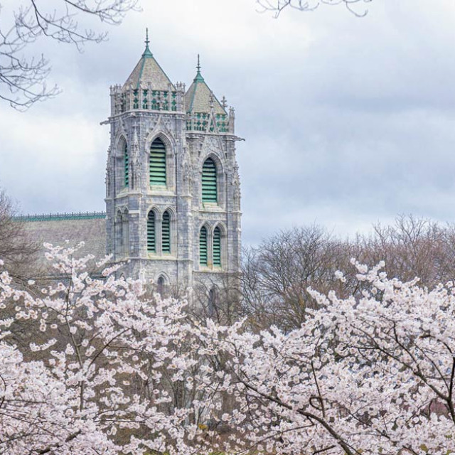 Kirschblüte an der Cathedral Basilica in Newark, New Jersey