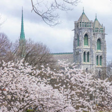 Kirschblüte an der Cathedral Basilica in Newark, New Jersey