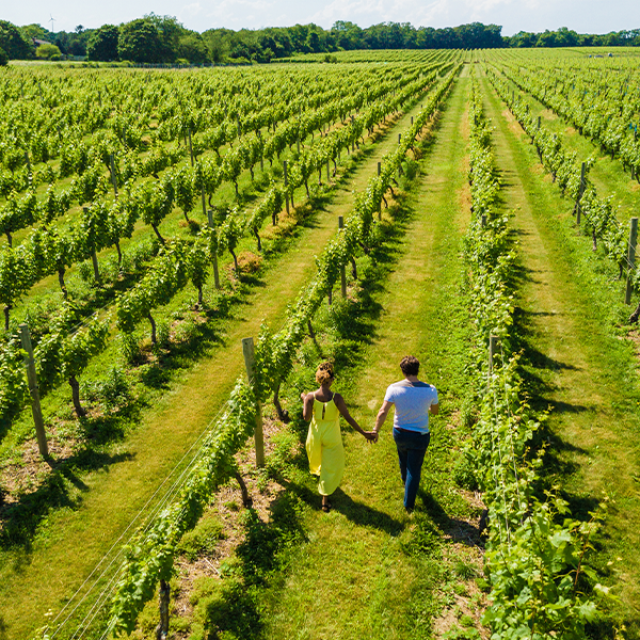 Spaziergang zwischen Weinreben auf dem Gelände der Kellerei Bedell Cellars auf der Nordgabel von Long Island, New York